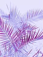 Image result for Lavender Lock Screen