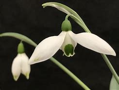 Image result for Galanthus Beany