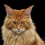 Image result for Grumpy Cat No Meme
