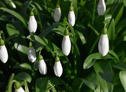 Image result for Galanthus woronowii Rodmarton Capella