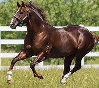 Image result for Farm Thoroughbred Horse