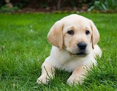 Image result for Adorable Lab Puppy