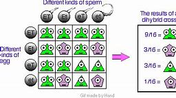 Image result for Dihybrid Cross