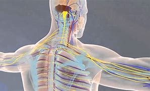 Image result for Human Body Animation