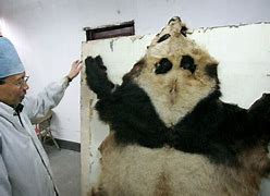Image result for Giant Panda Fur