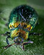 Image result for Green and Yellow Beetle