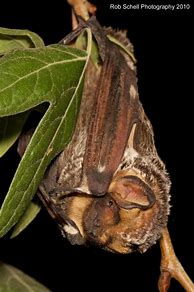 Image result for Hoary Bat