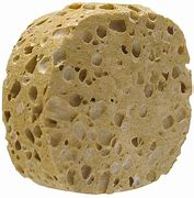 Image result for Microscopic Sea Sponge Texture