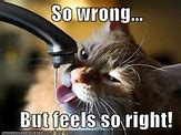 Image result for Dirty Cat Memes