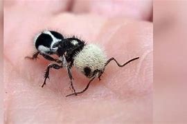 Image result for Male Panda Ant