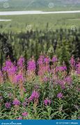 Image result for Alaska Wildflowers Purple