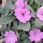 Image result for Primula allionii Peggy Wilson