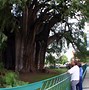 Image result for Biggest Tree Trunk in the World