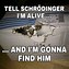 Image result for Crazy Mini Cat Meme