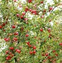 Image result for Summer Red Apple Tree