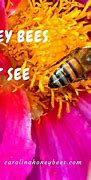 Image result for Printable Honey Bee Facts