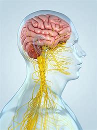 Image result for Nervous System Art
