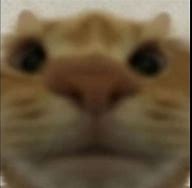 Image result for Banana Phone Cat Meme Video