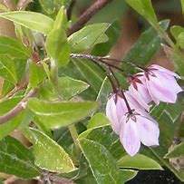 Image result for Sollya heterophylla Pink