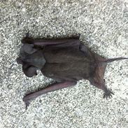 Image result for Mexican Free Tail Bat