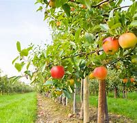 Image result for Farm Apple Orchard