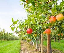 Image result for Harvesting Apple Trees