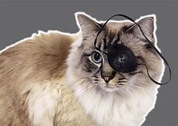 Image result for Cat Eye Patch Meme