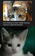 Image result for Two Kitten Tamptrun Meme