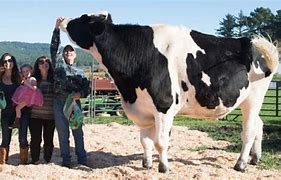 Image result for Biggest Cow On Earth