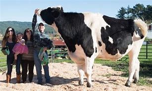 Image result for World Biggest Bull Cow