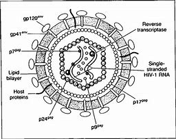 Image result for Virus Protein Cell Size Diagram