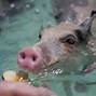 Image result for Pig Bay Bahamas
