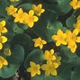 Image result for caltha_palustris