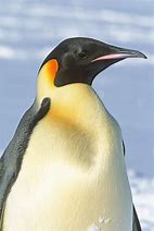 Image result for Black Emperor Penguin