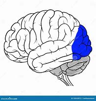 Image result for Brain Uncaged