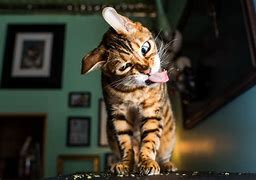 Image result for Cat High On Catnip