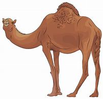 Image result for Camel Cricket Cartoon