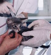 Image result for Animal Testing On Cats