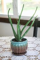 Image result for How to Grow Aloe Vera