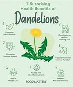 Image result for Dandelion Root Health Benefits