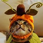 Image result for Funny Pun Costumes