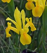Image result for Iris hollandica Stronggold