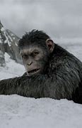 Image result for Original Planet of the Apes Racist