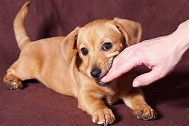 Image result for Dog Play Biting