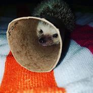 Image result for Ferret Baby Hedgehog