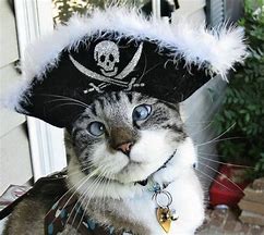Image result for Pirate Cat Funny