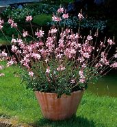 Image result for Gaura lindheimeri Rosy Jane