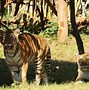 Image result for Tiger Zoo Park Attaka