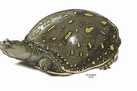 Image result for Lissemys Trionychidae