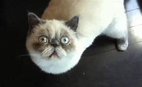 Image result for Weird Cat Meow